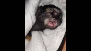 Baby tamarin monkey talking to lady [upl. by Nylram]