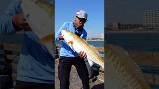 Huge Fish Caught On A SPOON🥄🎣 BigFish Pier Galveston [upl. by Kesley]