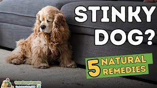 Stinky Dog 5 Home Remedies That Work [upl. by Acirderf]