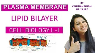 Lipid Bilayer Part 1Cell Biology L IPlasma membrane Types of lipid in membraneAsymmetry [upl. by Anev]