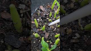 Desert rose pestCutworms hide under soil come out at night to feedLook for fecal pellets [upl. by Winslow119]