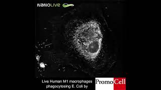 Ecoli devoured by human Macrophage [upl. by Vevina]