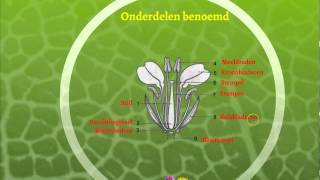 Voortplanting bloemen en planten [upl. by Eehsar940]