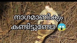 നാഗ മാണിക്യം നേരിൽ കണ്ടിട്ടുണ്ടോ NAGAMANIKYAM [upl. by Cadman]