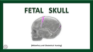 FETAL SKULL  Bones  Sutures  Diameters  Fontanels  Anatomy  OBG Lecture  The Nurses Station [upl. by Fanchette]