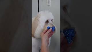 How to put a bow in your dogs hair to last for days Shorts [upl. by Bazil]