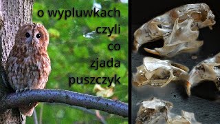 o wypluwkach czyli co zjada puszczyk  Rudy i Szara 3 [upl. by Eimmat]