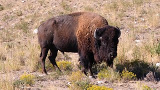 Antelope Island State Park [upl. by Samuelson]