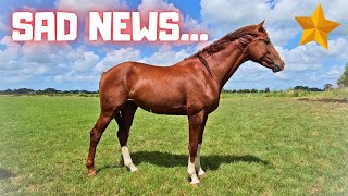 Bad Rising Star⭐ news Will he ever get better  Friesian Horses [upl. by Hsital]