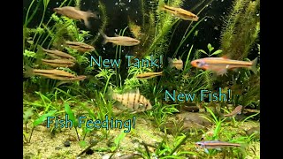 Fish Feeding New Fish amp New Tank [upl. by Wera]