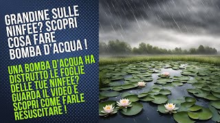 Grandine sulle ninfee Foglie di ninfee distrutte dalla grandine Scopri come farle rinascere [upl. by Andra]