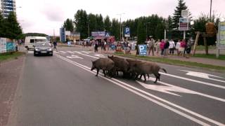 dziki krynica morska 23072013 [upl. by Procora334]