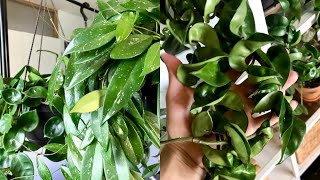 Hoya Houseplant Care Tips amp Tricks  My Hoya Collection [upl. by Oneal]