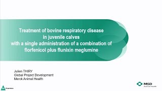 Treatment of bovine respiratory disease in juvenile calves [upl. by Sanez]