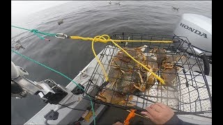 Halfmoon Bay Crabbing 111019 Limits for Four in 5 hours [upl. by Teddman]