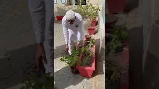 Honorable Taluka Education Officer ES amp HS SIR JAVED HAMEED QURESHI Plantation in our School [upl. by Alwitt]