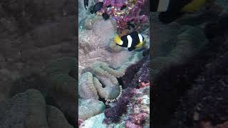 Symbiosis Clownfish amp Damselfish with Carpet Anemone [upl. by Jeaz]