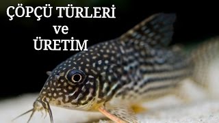 CorydorasÇöpçü Genel Özellikler ve Üretim  Akvaryum Rehberi [upl. by Caressa]