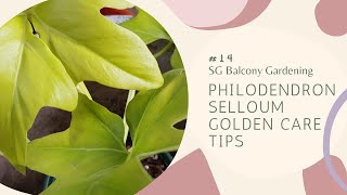 14 Philodendron Selloum Golden Care And Potting Mix  SG HDB Balcony Garden [upl. by Mamoun849]