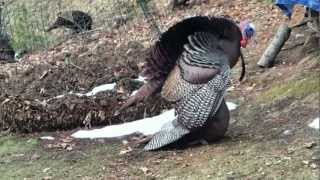 Wild Turkeys Mating March 25 2013 [upl. by Verras]