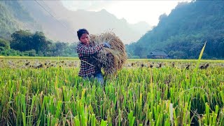 Harvesting Rice By Hand And Threshing RiceDistributing Straw To Plant Corn In The FallWinter Crop [upl. by Analad]