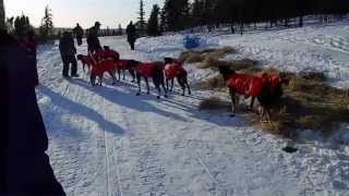 Reading Tails  Iditarod Tails [upl. by Melda167]