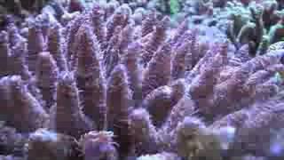 Acropora selago im Kölle Zoo Karlsruhe [upl. by Zaller]