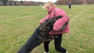 Protection Dog Training in Northeast Ohio [upl. by Ahgiel]