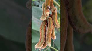 বাংলা নাম আলকুশি। Mucunapruriens monkeytamarind velvetbean Fabaceae botany lifescience [upl. by Eityak]