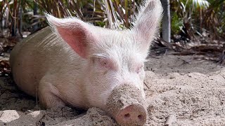 These Wild Pigs Have Adapted to Island Life in Surprising Ways 4K [upl. by Geof]