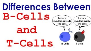 Differences between T lymphocyte and B lymphocyte [upl. by Filemon]