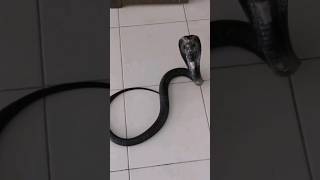 Spitting cobra spat on that thang hawktuah spittingcobra nature wildlife cobra snake animals [upl. by Gratia]