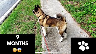 My American Akita Puppy  9 Months [upl. by Atener250]