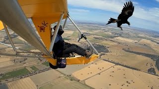 More Wedge Tailed Eagle Encounters [upl. by Verge]