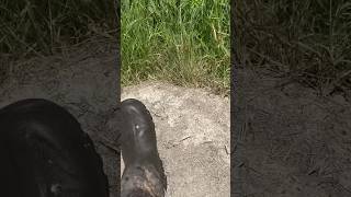 STEPPING ON A GIANT ANT HILL 2024 nature dangerous ants [upl. by Emmalynn]