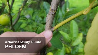 Phloem  Tree Biology [upl. by Garold]