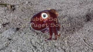 Stubby Squid of Puget Sound [upl. by Starks415]