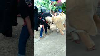 Pertarungan Banteng Macan barongankendal bantengan [upl. by Jamilla90]