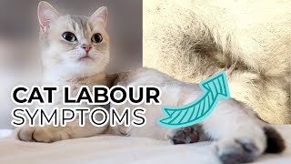 TOP 10 SIGNS YOUR CAT IS IN LABOR including prelabor symptoms  Sneak Peak of Nalas Kittens [upl. by Ecam34]