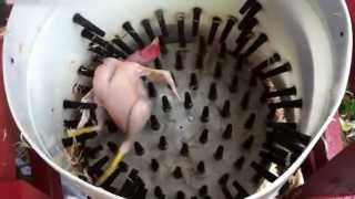 How to pluck a chicken in 14 seconds  Homemade Whizbang Chicken Plucker [upl. by Radke]