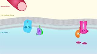 GPCR Scientific Animation [upl. by Dalpe811]