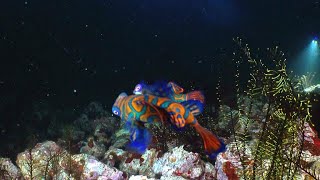 The Magical Mating Ritual of the Mandarin Fish 4K [upl. by Stilu]