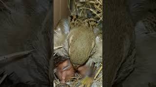 Sparrow Nest Diaries Baby Birds Growing Up [upl. by Serica]