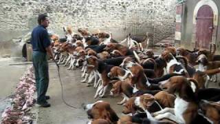 Crazy feeding frenzy with the hounds at Chateau Cheverny [upl. by Paine]