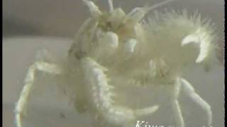 Yeti Crab feeding on bacteria from its claws [upl. by Cavanagh]