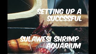 Sulawesi Shrimp Tank Setup [upl. by Garold]