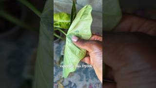 Alocasia Frydek Variegated care tips plants [upl. by Monro781]