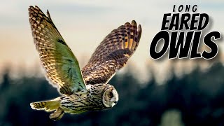 LONG EARED OWLS of the PEAK DISTRICT [upl. by Tica]