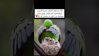 اثناء تساقط الامطار صورة كاميرات المراقبة هذه الام الطائر وهي تحمي صغارها من المطر يا سبحان الله [upl. by Latif737]