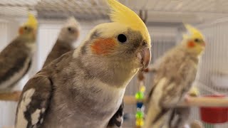 Cockatiel SINGING 2 HOURS of BIRD NOISE Play this for your Cockatiel to hear [upl. by Sedecrem915]